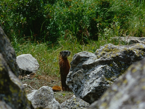 20000802   Yellowstone 204